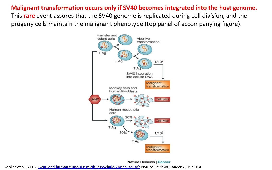 Malignant transformation occurs only if SV 40 becomes integrated into the host genome. This