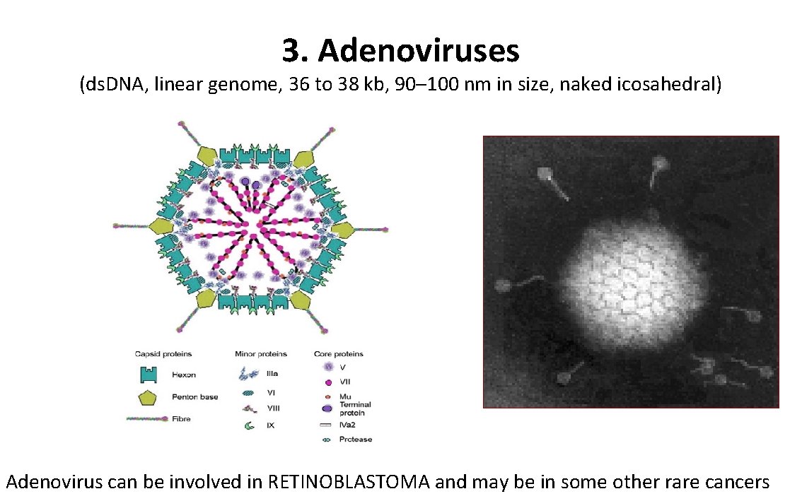 3. Adenoviruses (ds. DNA, linear genome, 36 to 38 kb, 90– 100 nm in