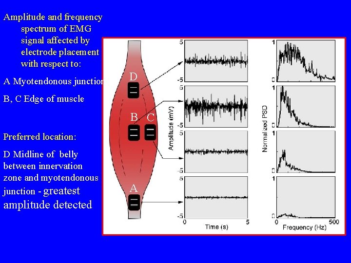 Amplitude and frequency spectrum of EMG signal affected by electrode placement with respect to: