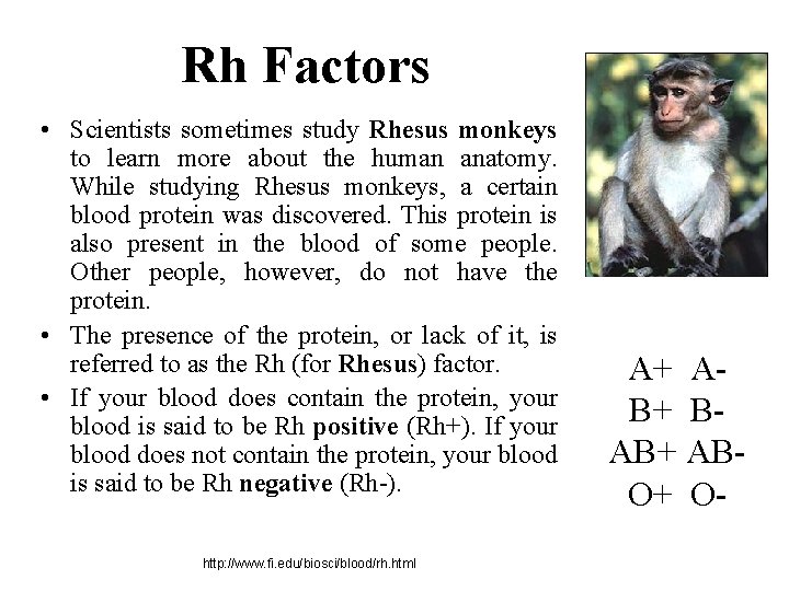 Rh Factors • Scientists sometimes study Rhesus monkeys to learn more about the human