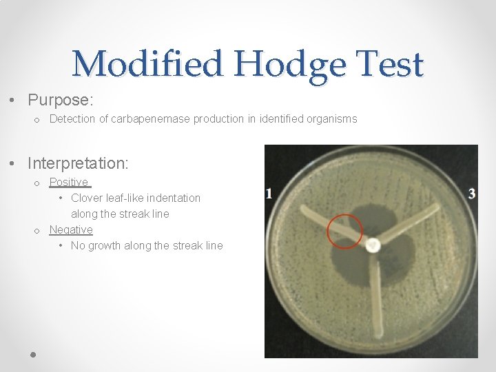 Modified Hodge Test • Purpose: o Detection of carbapenemase production in identified organisms •