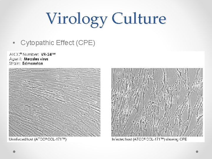 Virology Culture • Cytopathic Effect (CPE) 