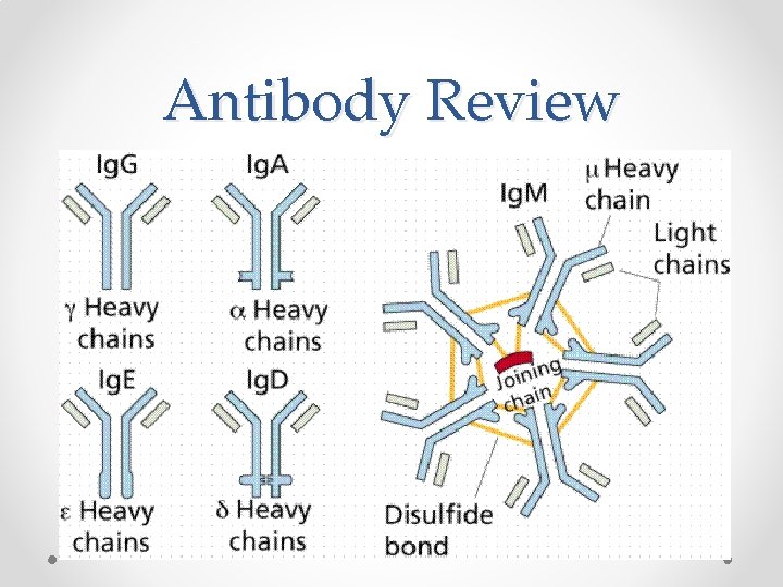 Antibody Review 