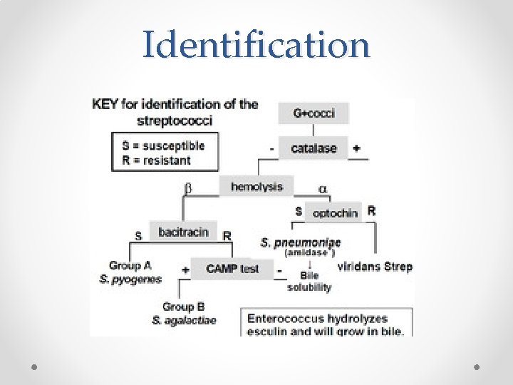 Identification 