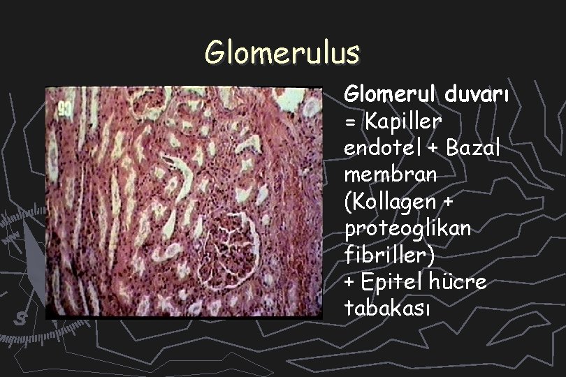 Glomerulus Glomerul duvarı = Kapiller endotel + Bazal membran (Kollagen + proteoglikan fibriller) +