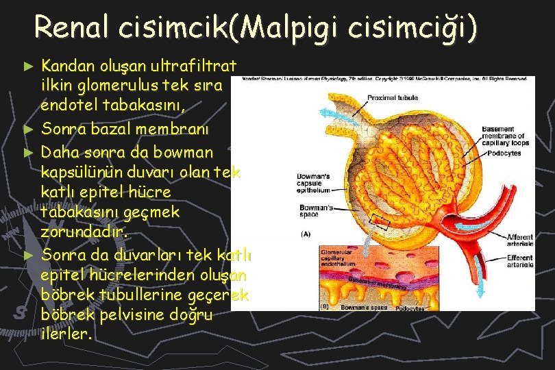 Renal cisimcik(Malpigi cisimciği) Kandan oluşan ultrafiltrat ilkin glomerulus tek sıra endotel tabakasını, ► Sonra