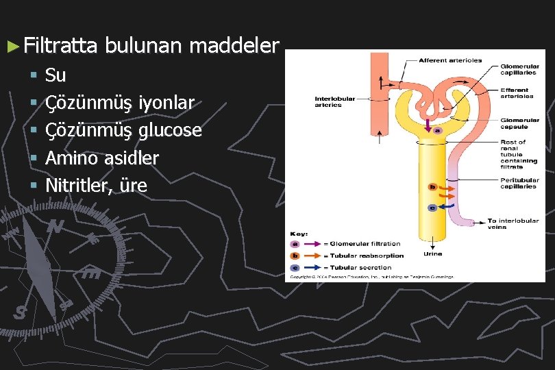 ► Filtratta bulunan maddeler § Su § Çözünmüş iyonlar § Çözünmüş glucose § Amino