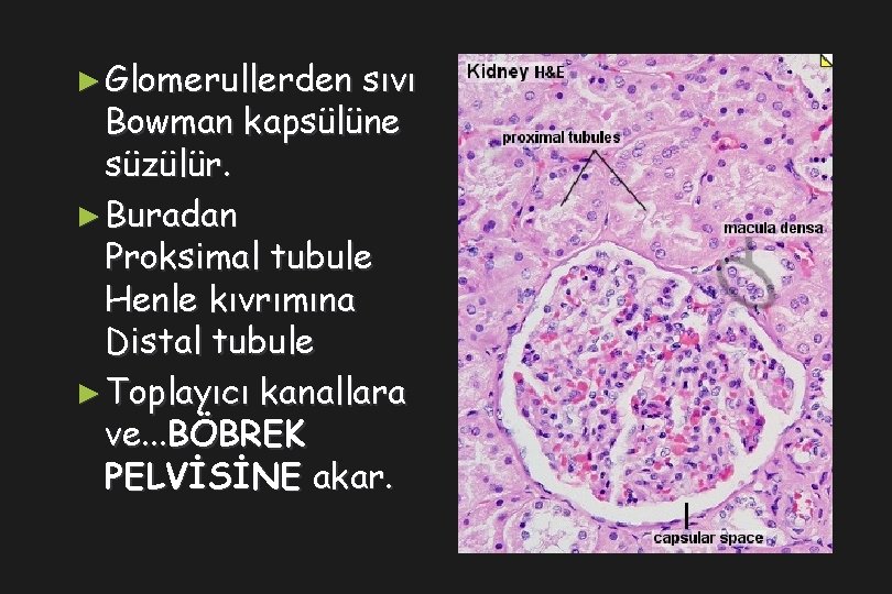 ► Glomerullerden sıvı Bowman kapsülüne süzülür. ► Buradan Proksimal tubule Henle kıvrımına Distal tubule