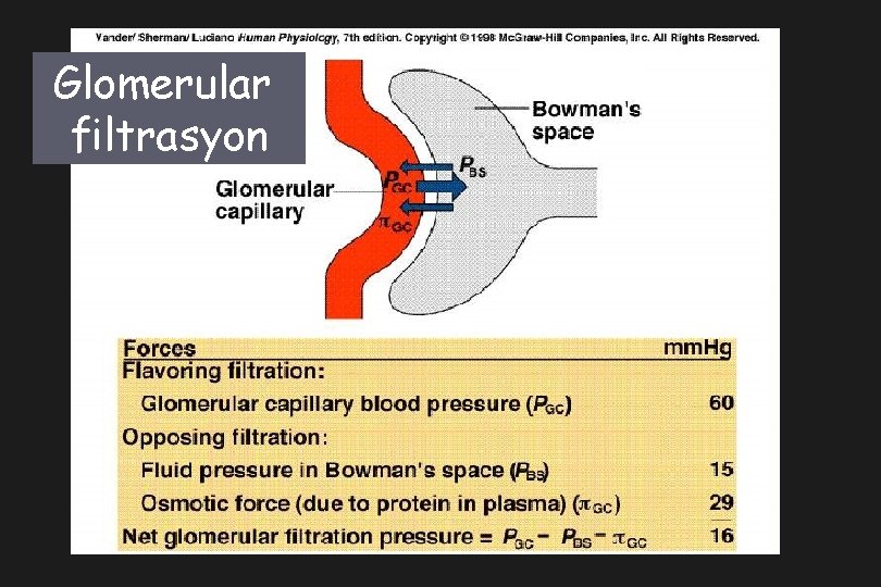 Glomerular filtrasyon 