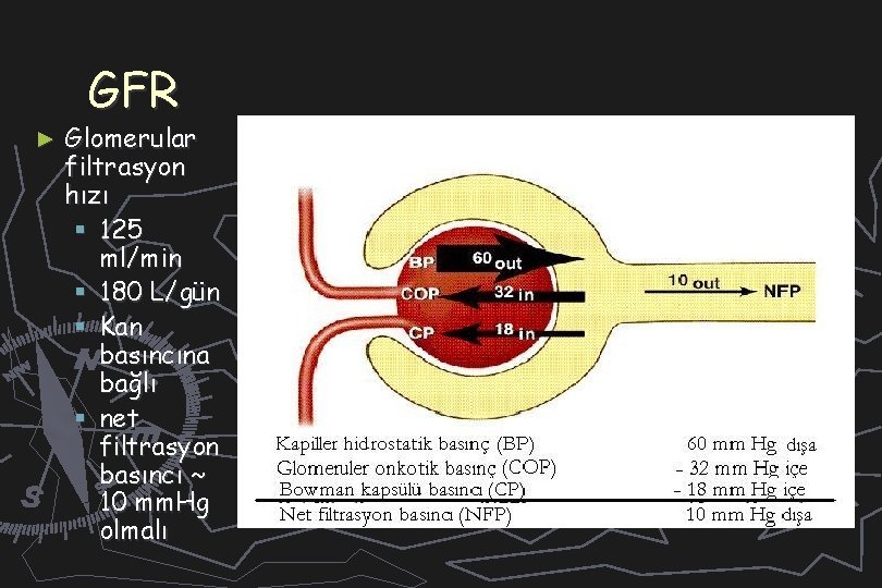 GFR ► Glomerular filtrasyon hızı § 125 ml/min § 180 L/gün § Kan basıncına