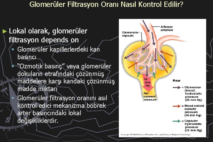 Glomerüler Filtrasyon Oranı Nasıl Kontrol Edilir? ► Lokal olarak, glomerüler filtrasyon depends on §