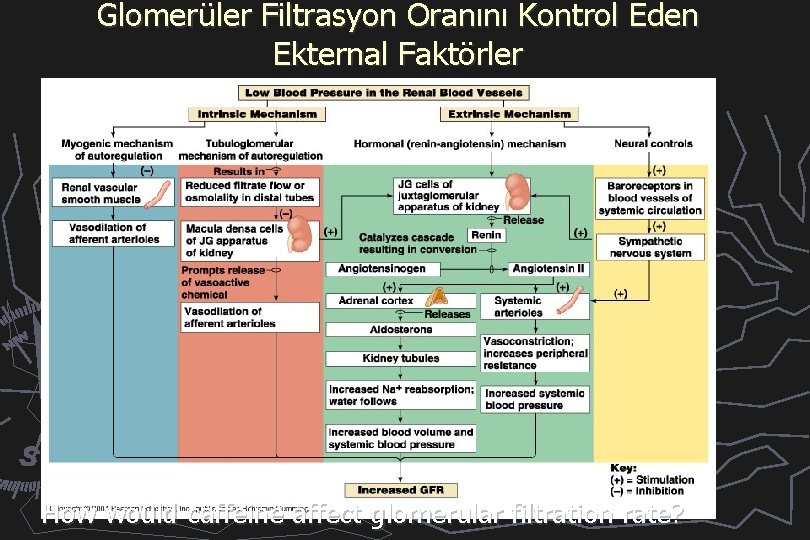 Glomerüler Filtrasyon Oranını Kontrol Eden Ekternal Faktörler How would caffeine affect glomerular filtration rate?