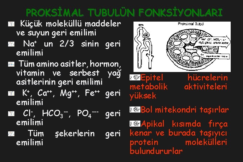 PROKSİMAL TUBULÜN FONKSİYONLARI Küçük moleküllü maddeler ve suyun geri emilimi Na+ un 2/3 sinin