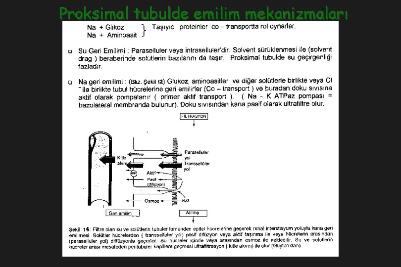 Proksimal tubulde emilim mekanizmaları 