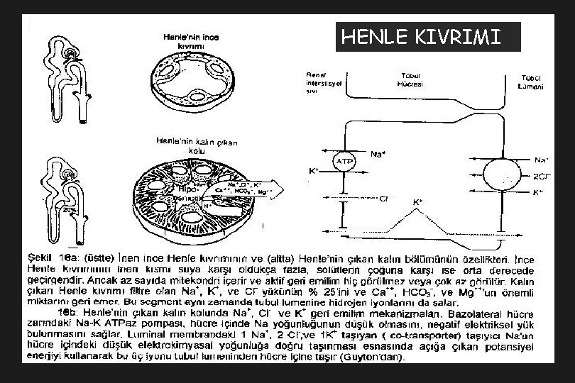 HENLE KIVRIMI 