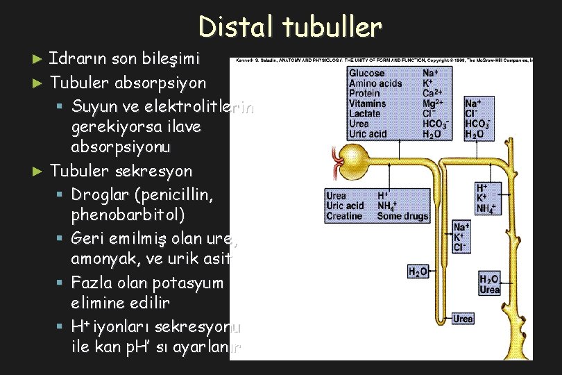 Distal tubuller Idrarın son bileşimi ► Tubuler absorpsiyon § Suyun ve elektrolitlerin gerekiyorsa ilave