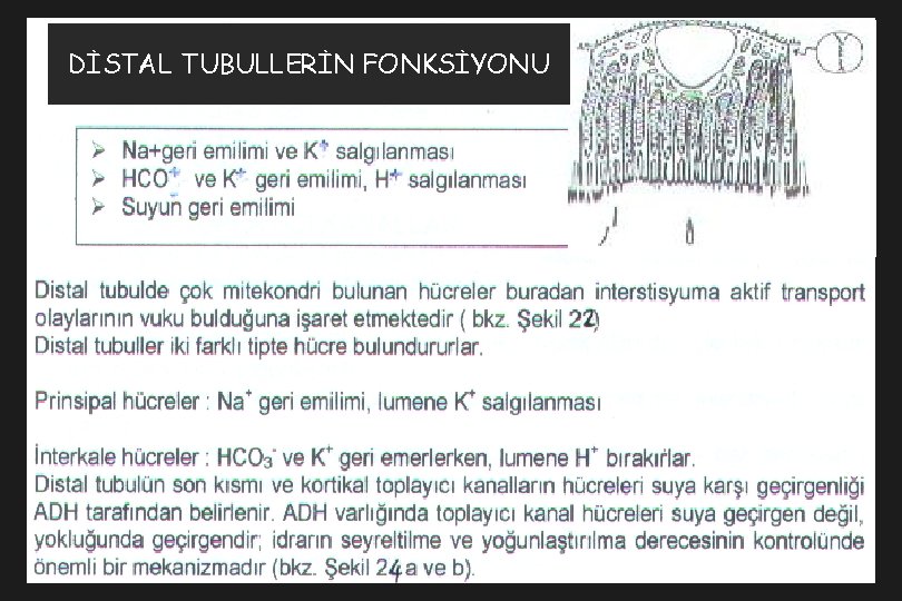 DİSTAL TUBULLERİN FONKSİYONU 