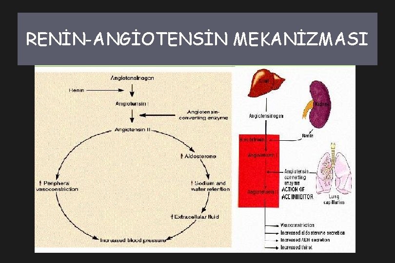 RENİN-ANGİOTENSİN MEKANİZMASI 