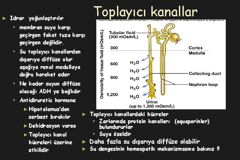 ► Toplayıcı kanallar Idrar yoğunlaştırılır § membran suya karşı geçirgen fakat tuza karşı geçirgen