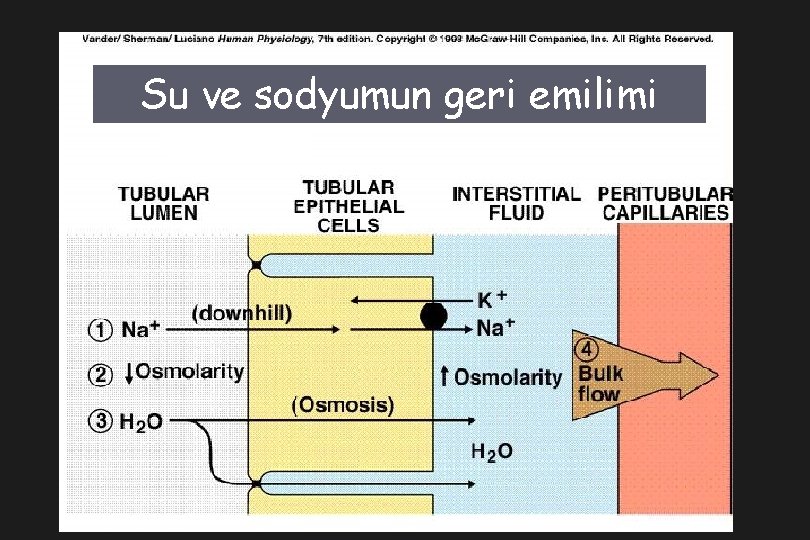 Su ve sodyumun geri emilimi 