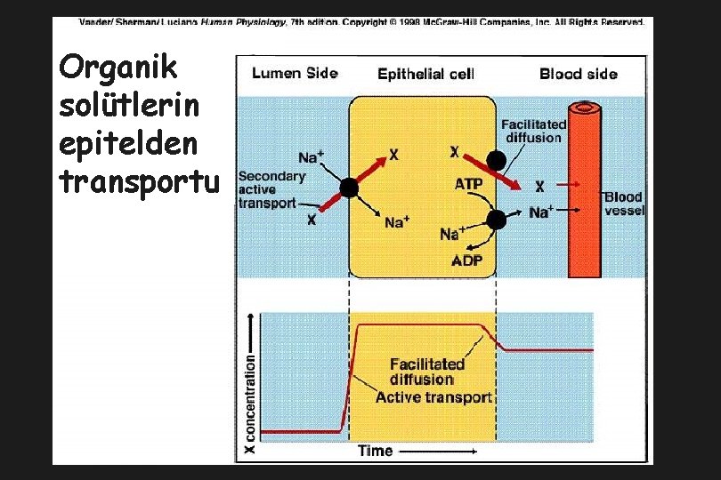 Organik solütlerin epitelden transportu 