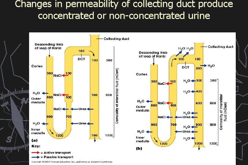 Changes in permeability of collecting duct produce concentrated or non-concentrated urine 