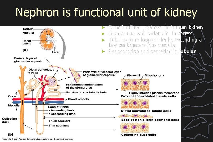 Nephron is functional unit of kidney Over 1 million nephrons in human kidney Glomerulus