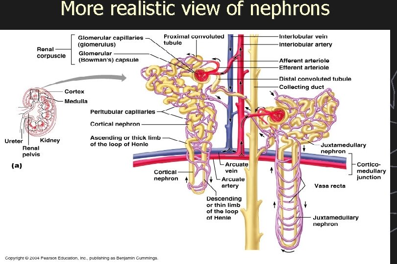 More realistic view of nephrons 