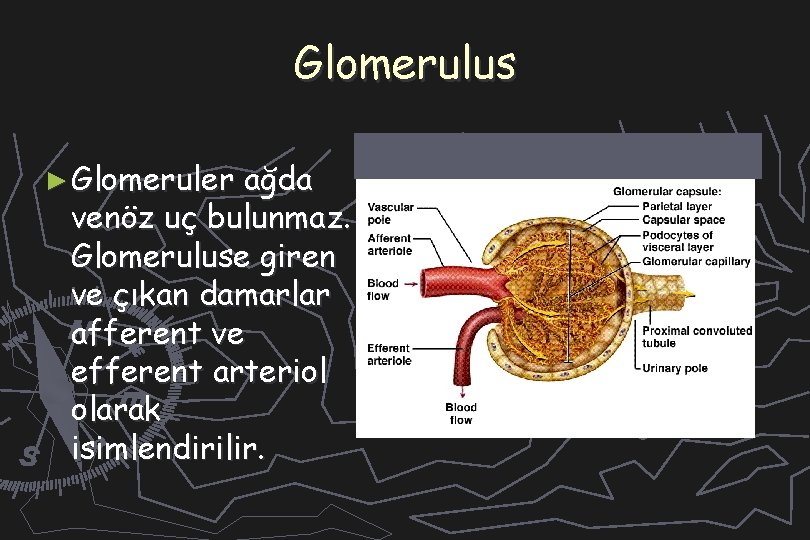 Glomerulus ► Glomeruler ağda venöz uç bulunmaz. Glomeruluse giren ve çıkan damarlar afferent ve