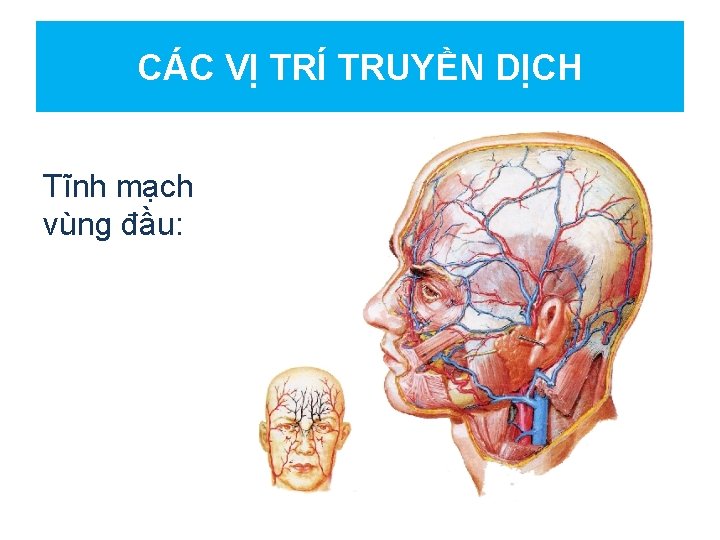 CÁC VỊ TRÍ TRUYỀN DỊCH Tĩnh mạch vùng đầu: 