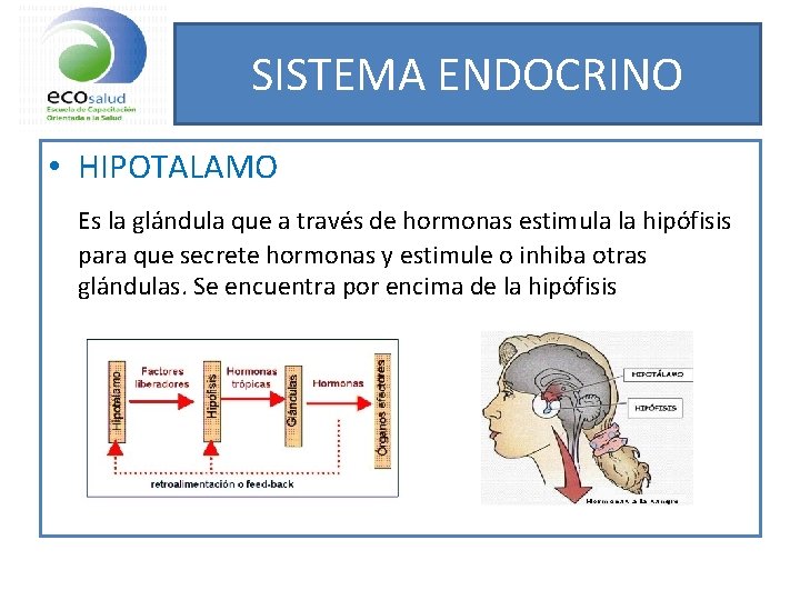 SISTEMA ENDOCRINO • HIPOTALAMO Es la glándula que a través de hormonas estimula la