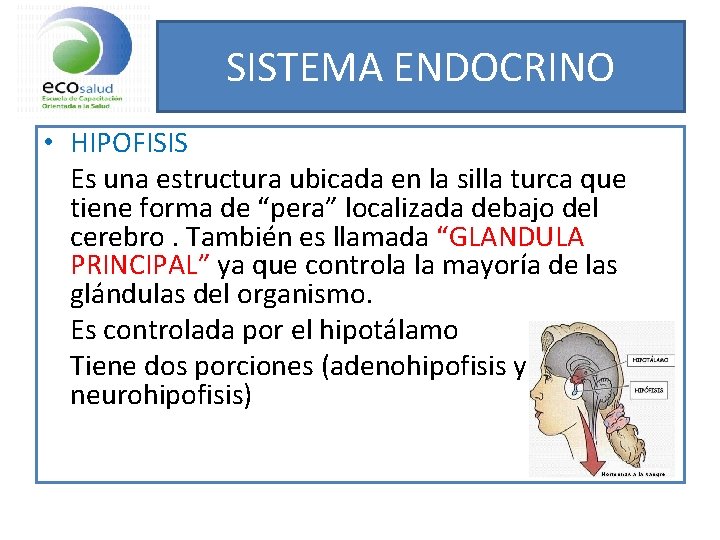 SISTEMA ENDOCRINO • HIPOFISIS Es una estructura ubicada en la silla turca que tiene
