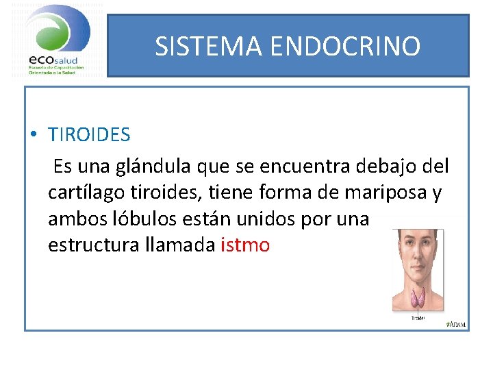 SISTEMA ENDOCRINO • TIROIDES Es una glándula que se encuentra debajo del cartílago tiroides,