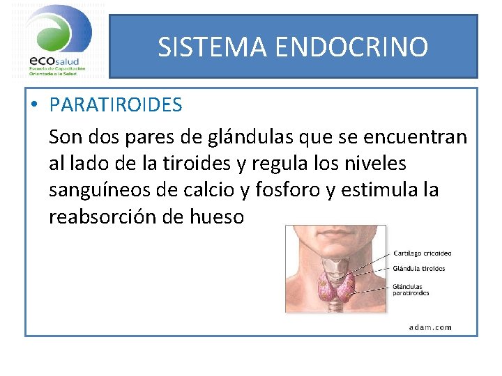 SISTEMA ENDOCRINO • PARATIROIDES Son dos pares de glándulas que se encuentran al lado