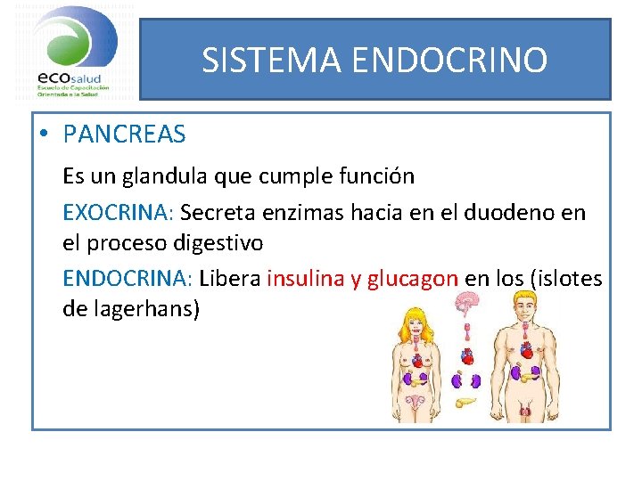 SISTEMA ENDOCRINO • PANCREAS Es un glandula que cumple función EXOCRINA: Secreta enzimas hacia