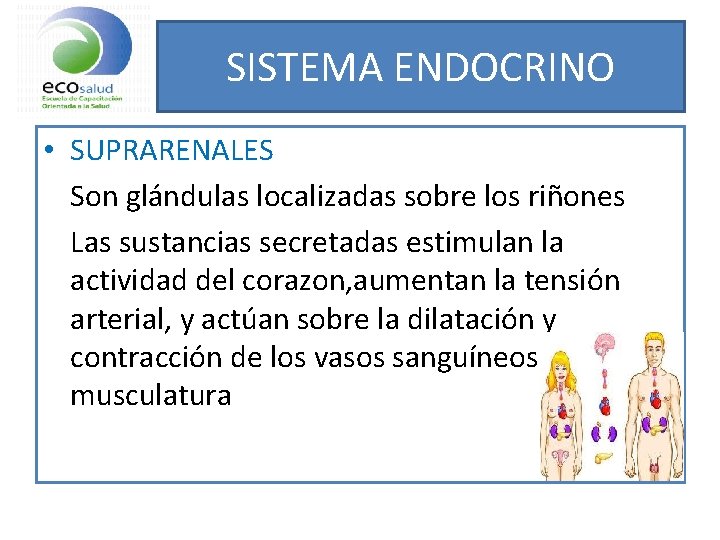 SISTEMA ENDOCRINO • SUPRARENALES Son glándulas localizadas sobre los riñones Las sustancias secretadas estimulan