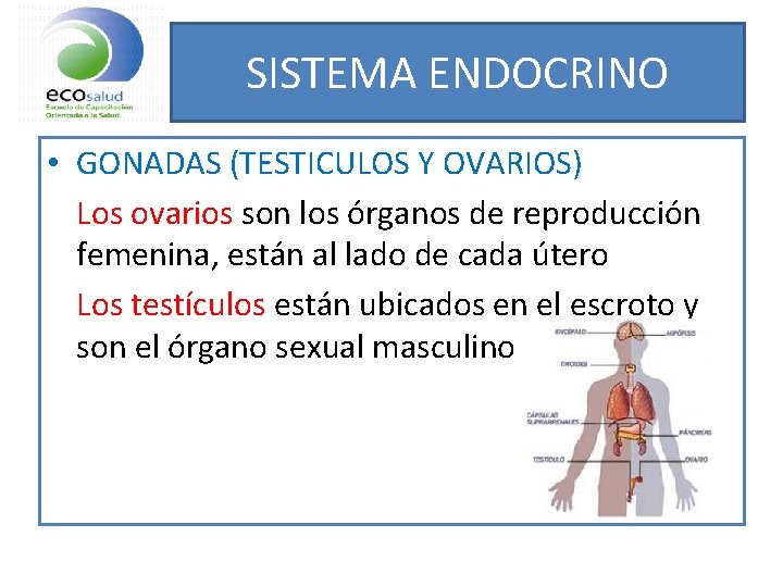 SISTEMA ENDOCRINO • GONADAS (TESTICULOS Y OVARIOS) Los ovarios son los órganos de reproducción