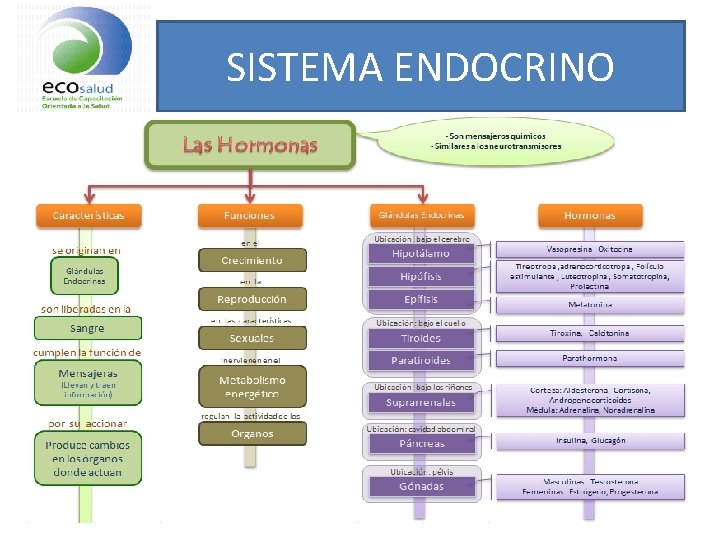 SISTEMA ENDOCRINO 