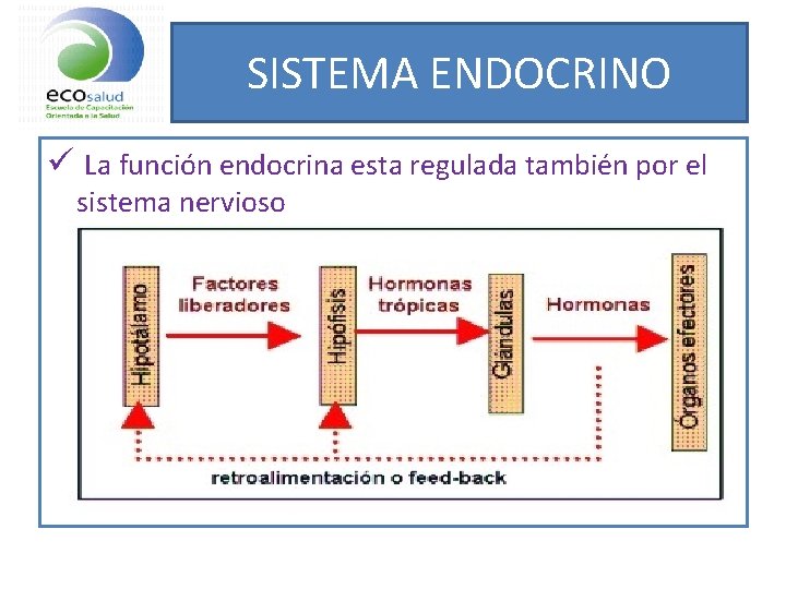 SISTEMA ENDOCRINO ü La función endocrina esta regulada también por el sistema nervioso 