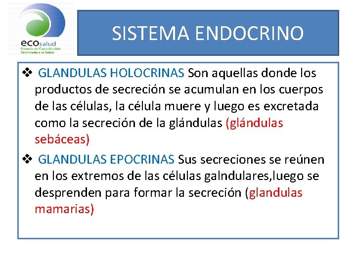 SISTEMA ENDOCRINO v GLANDULAS HOLOCRINAS Son aquellas donde los productos de secreción se acumulan