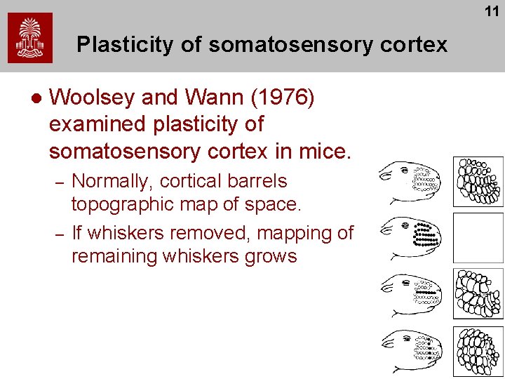 11 Plasticity of somatosensory cortex l Woolsey and Wann (1976) examined plasticity of somatosensory