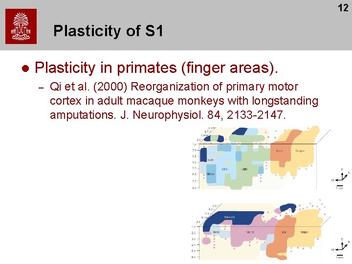 12 Plasticity of S 1 l Plasticity in primates (finger areas). – Qi et