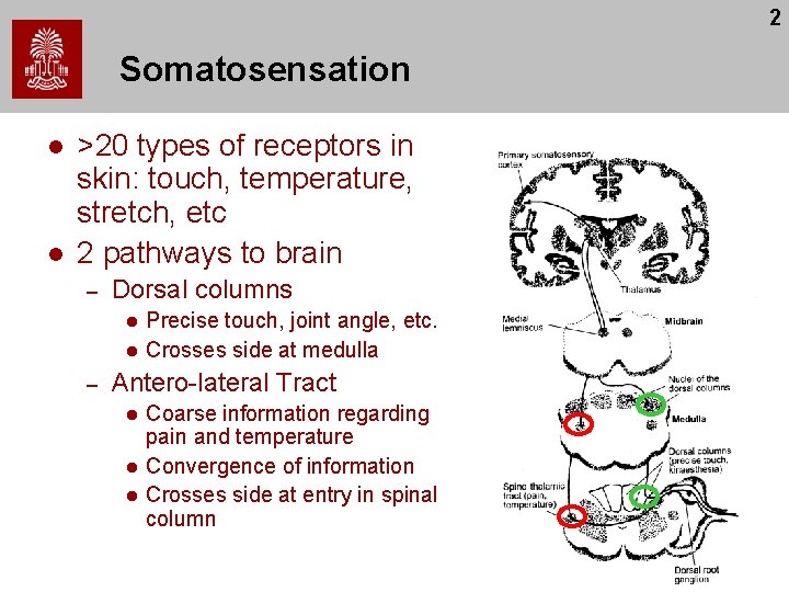 2 Somatosensation l l >20 types of receptors in skin: touch, temperature, stretch, etc