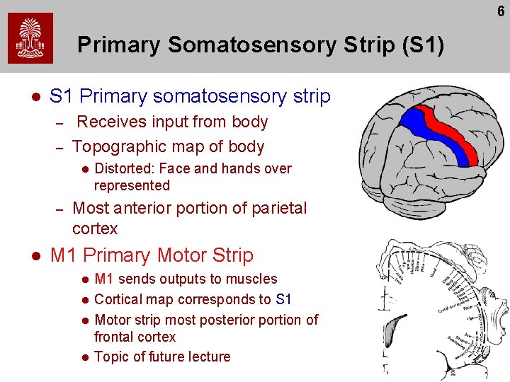 6 Primary Somatosensory Strip (S 1) l S 1 Primary somatosensory strip – –