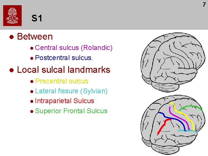 7 S 1 l Between l Central sulcus (Rolandic) l Postcentral sulcus. l Local