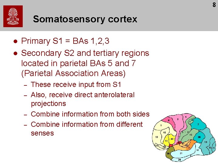 8 Somatosensory cortex l l Primary S 1 = BAs 1, 2, 3 Secondary