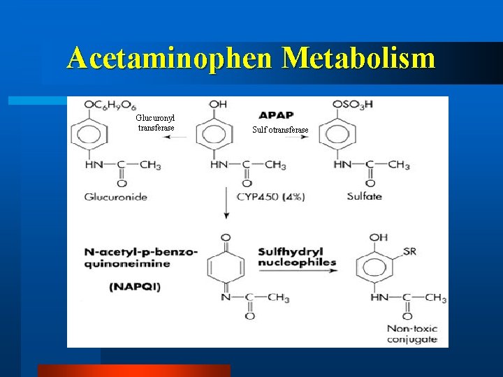 Acetaminophen Metabolism Glucuronyl transferase Sulf otransferase 