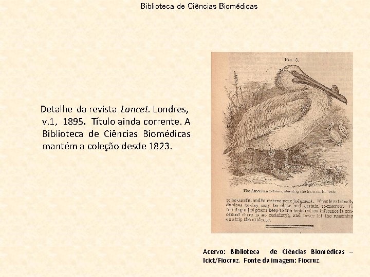 Biblioteca de Ciências Biomédicas Detalhe da revista Lancet. Londres, v. 1, 1895. Título ainda
