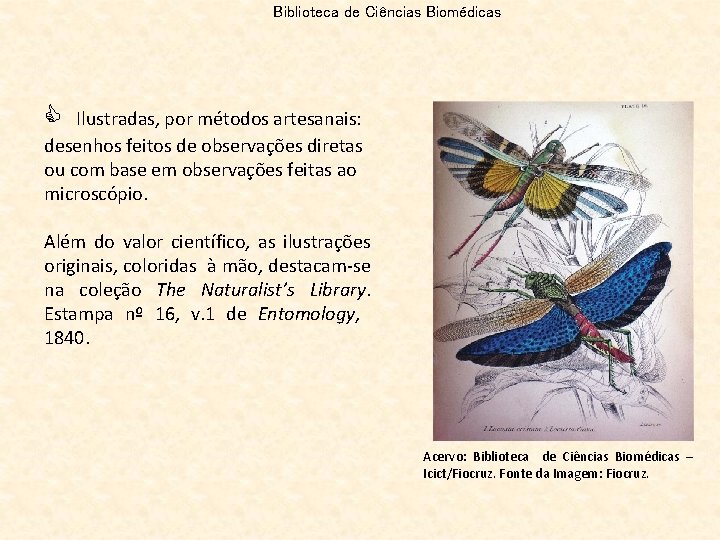 Biblioteca de Ciências Biomédicas C Ilustradas, por métodos artesanais: desenhos feitos de observações diretas