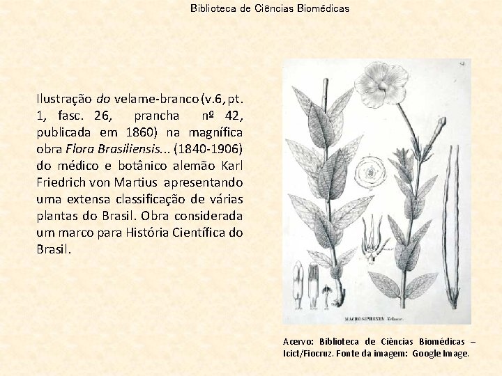 Biblioteca de Ciências Biomédicas Ilustração do velame-branco (v. 6, pt. 1, fasc. 26, prancha